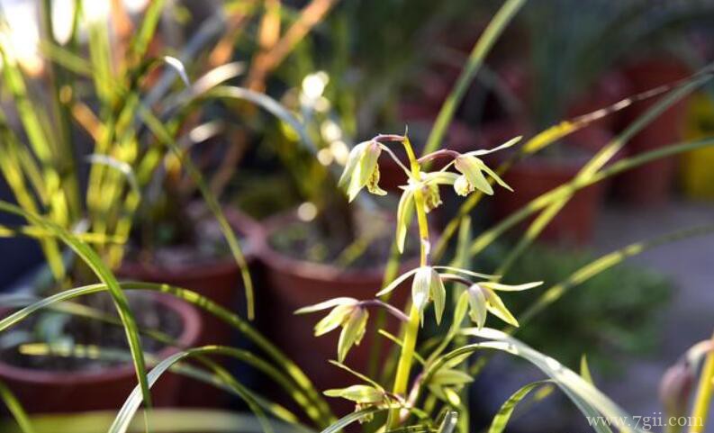 如何让蕙兰花期更长？4个诀窍告诉你，蕙兰能开30天