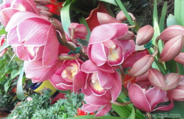 春季怎么养殖蕙兰？