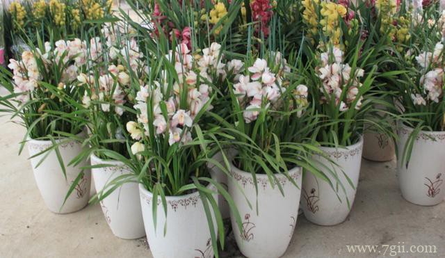 春季怎么养殖蕙兰？