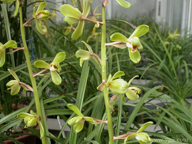 蕙兰怎么繁殖？蕙兰的常见繁殖方法