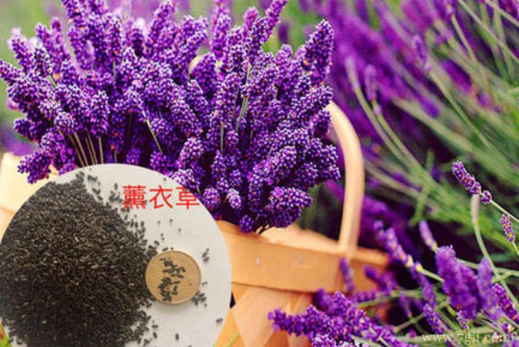 怎么收集薰衣草的种子？