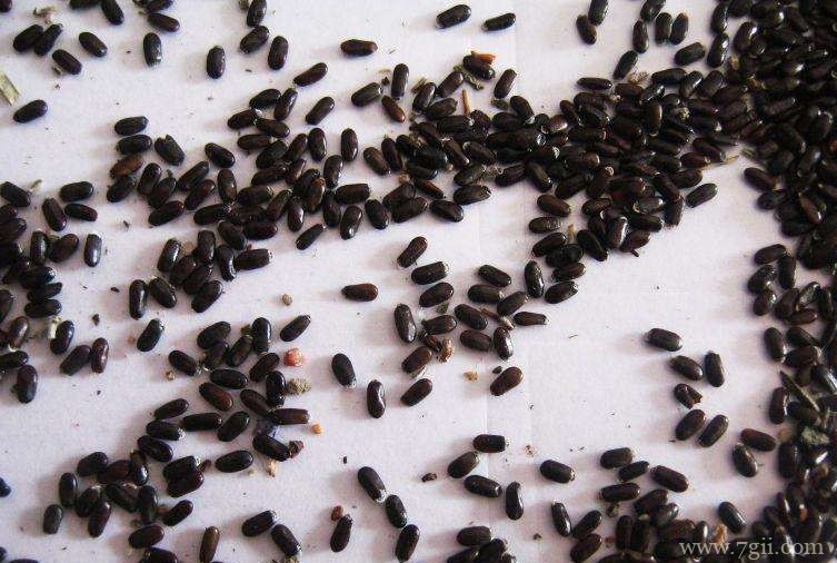 怎么收集薰衣草的种子？