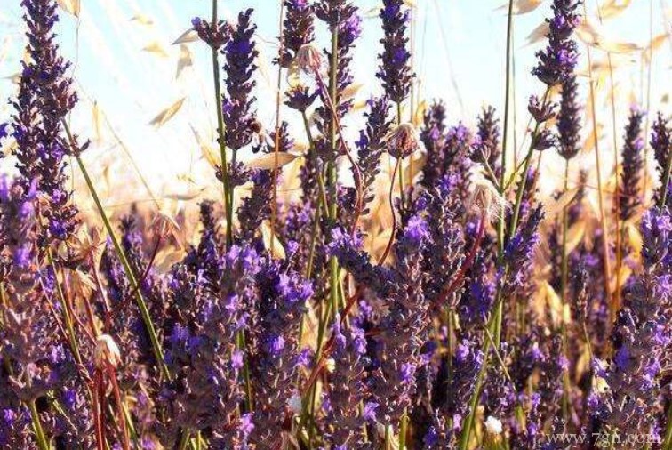 怎么收集薰衣草的种子？