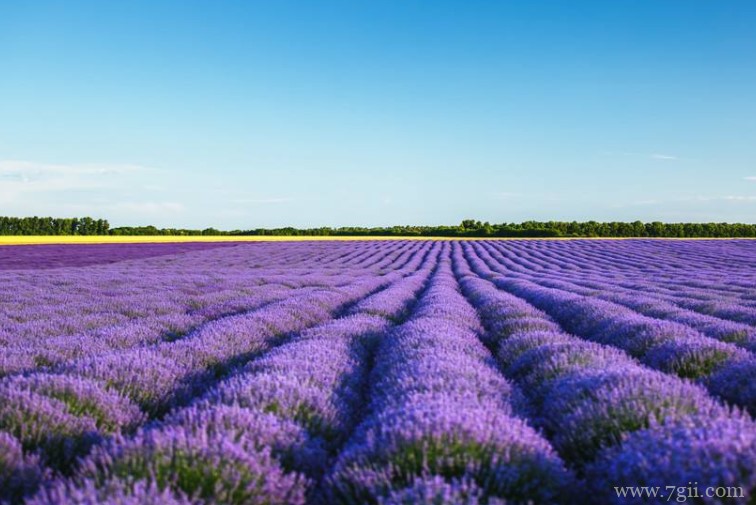 薰衣草什么时候开花？