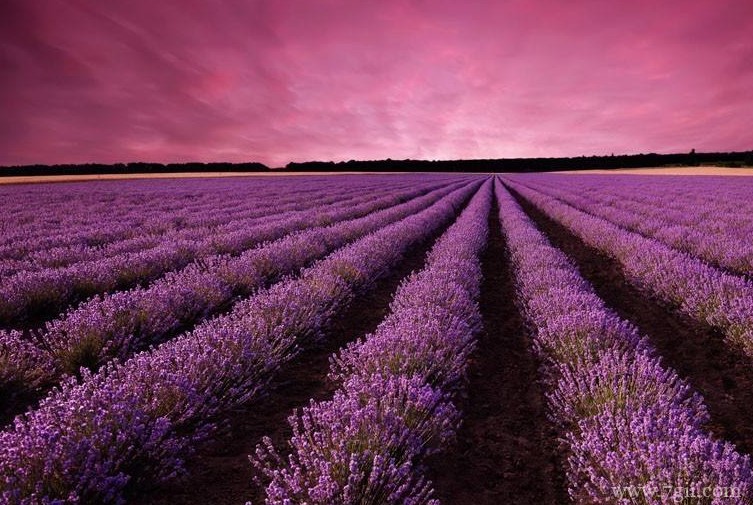 薰衣草什么时候开花？