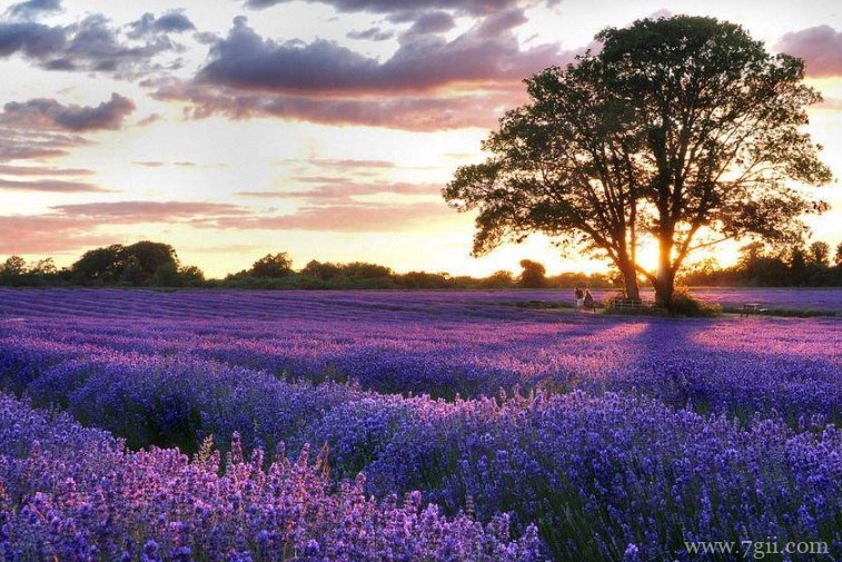 薰衣草什么时候开花？