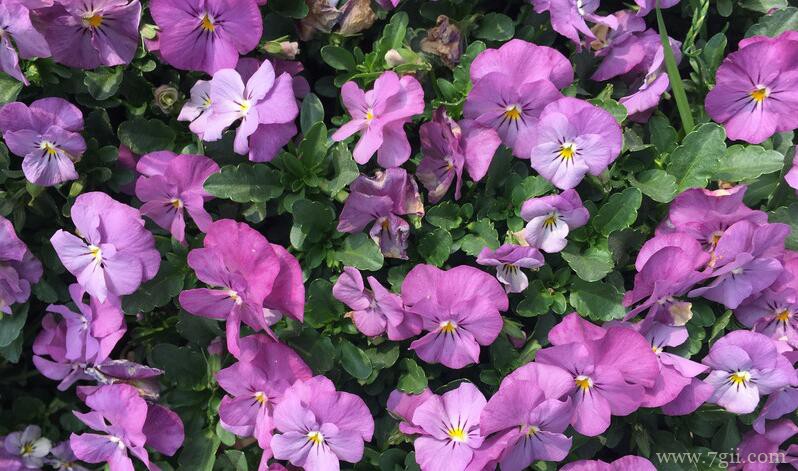 角堇的图片大全，角堇高清图片！