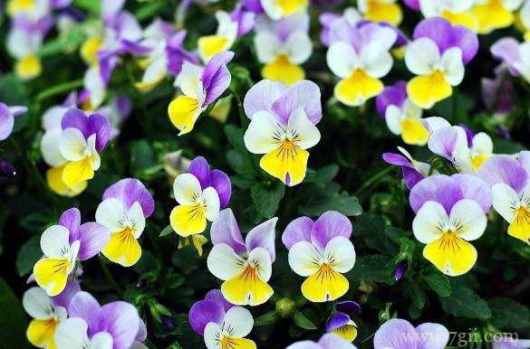 角堇的图片大全，角堇高清图片！