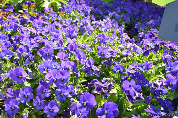 角堇的图片大全，角堇高清图片！