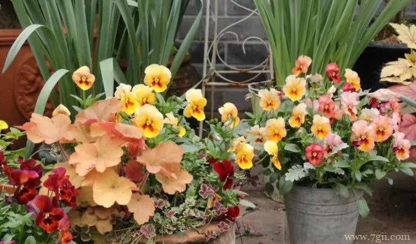 角堇的图片大全，角堇高清图片！