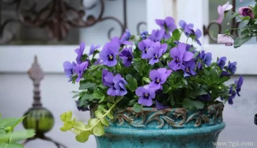 角堇的图片大全，角堇高清图片！