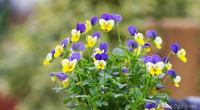 角堇的图片大全，角堇高清图片！