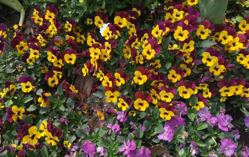 角堇怎么养？角堇的养殖方法