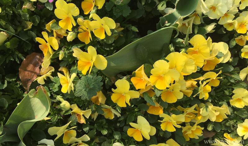 角堇的养殖方法和注意事项