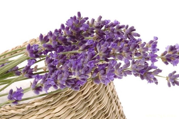 薰衣草的修剪方法