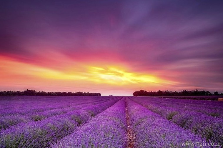 薰衣草的修剪方法