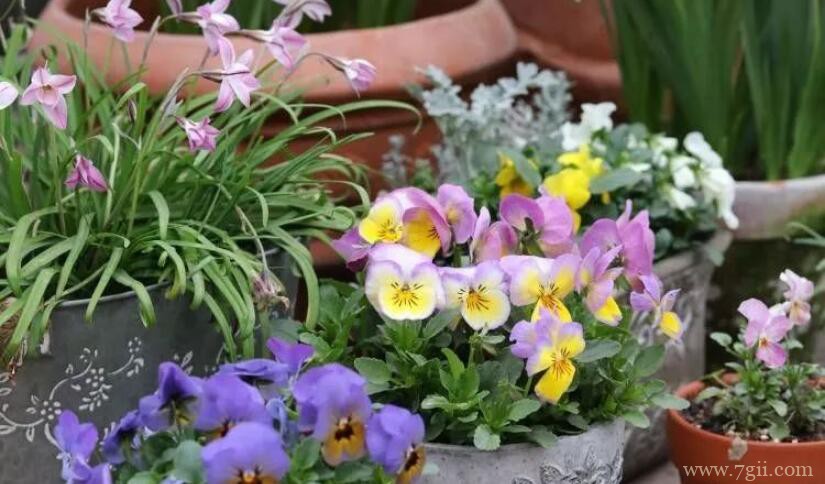 角堇怎么养？做好以下5点养护方法