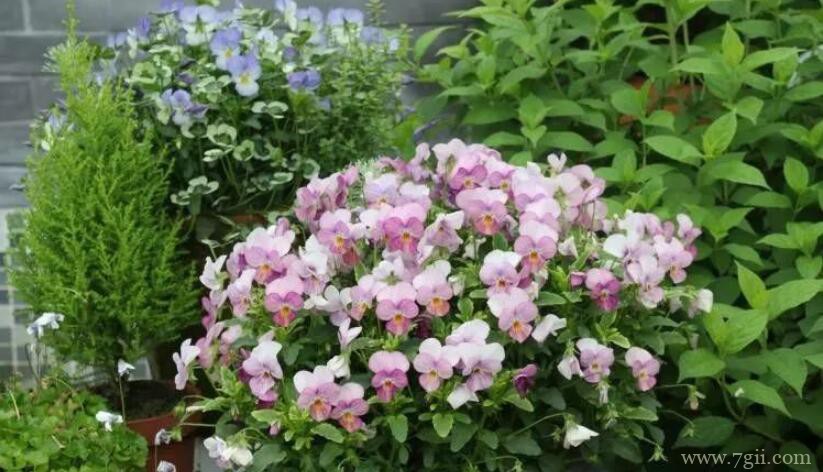 角堇怎么养？做好以下5点养护方法