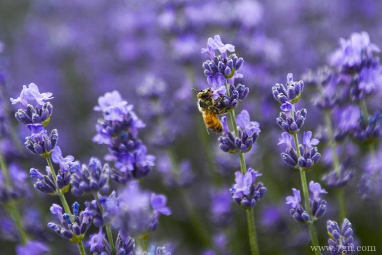 薰衣草怎么浇水？
