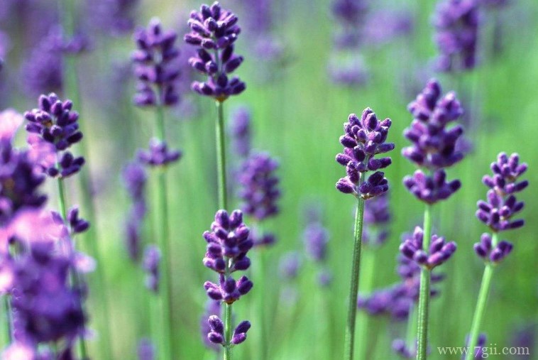 薰衣草烂根怎么处理？