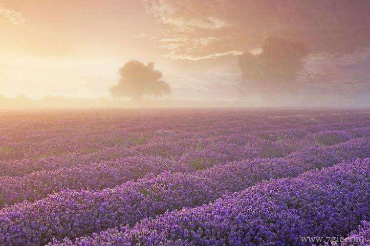 薰衣草烂根怎么处理？