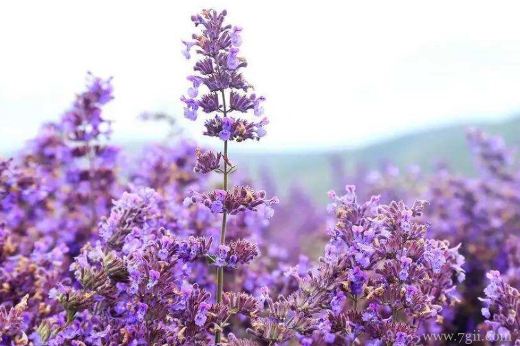 薰衣草烂根的原因以及解决方法