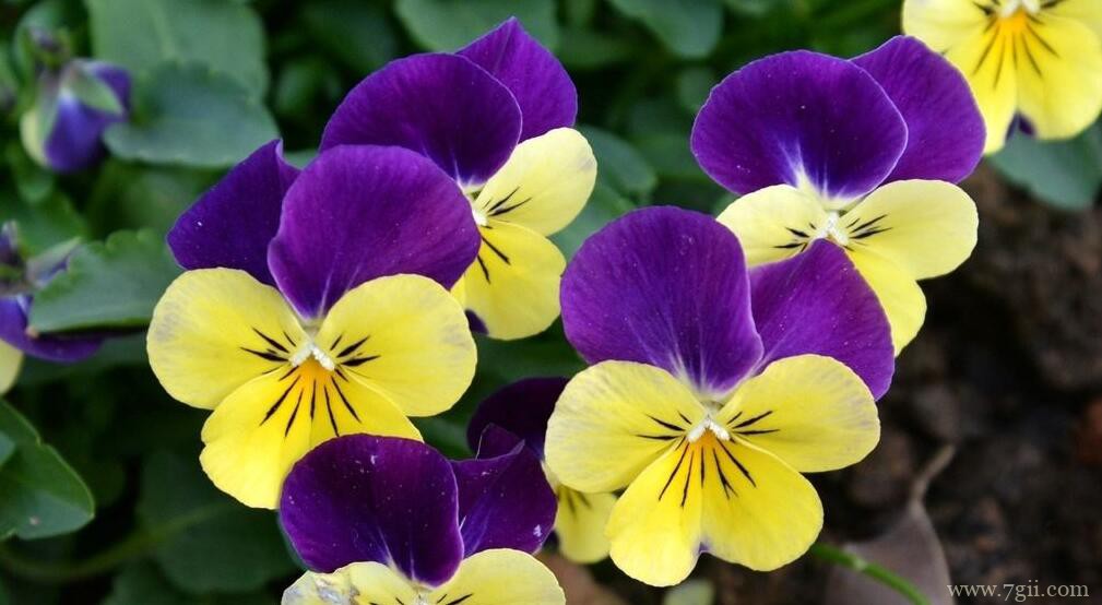 角堇怎么换盆？