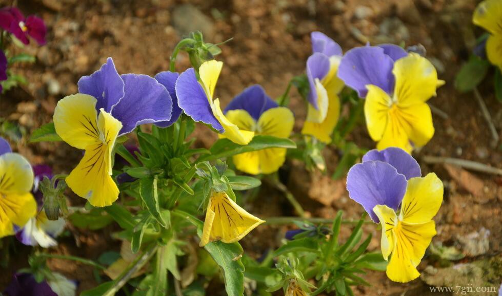 角堇怎么换盆？