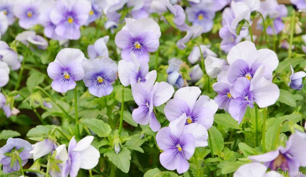 怎么让角堇爆盆？开花后怎么修剪？