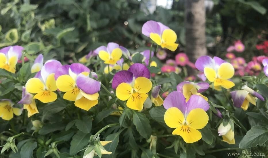 怎么让角堇爆盆？开花后怎么修剪？