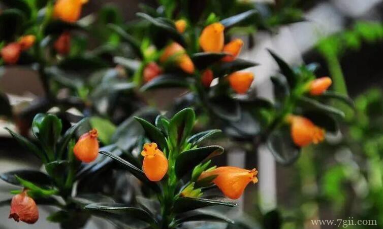 金鱼吊兰怎么养护？