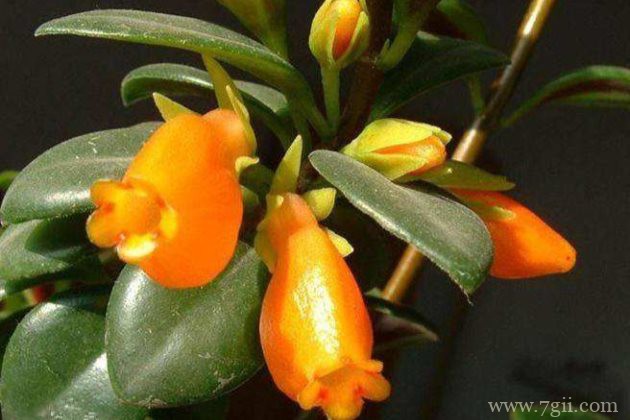 金鱼吊兰怎么养护？