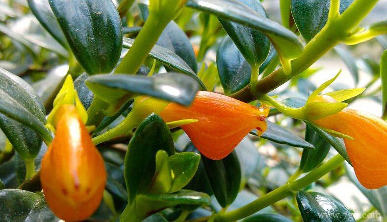 金鱼吊兰的养殖技巧