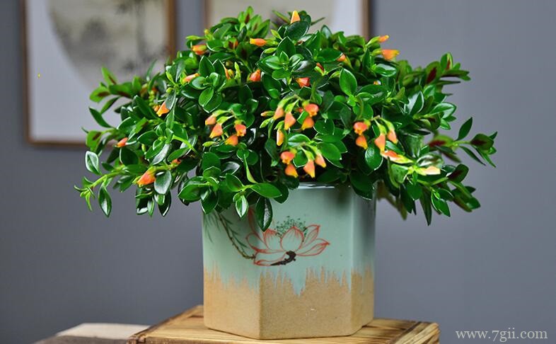 冬季养殖金鱼吊兰需要注意什么？