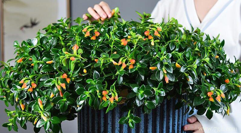 金鱼吊兰怎么养爆盆？学会关键5点