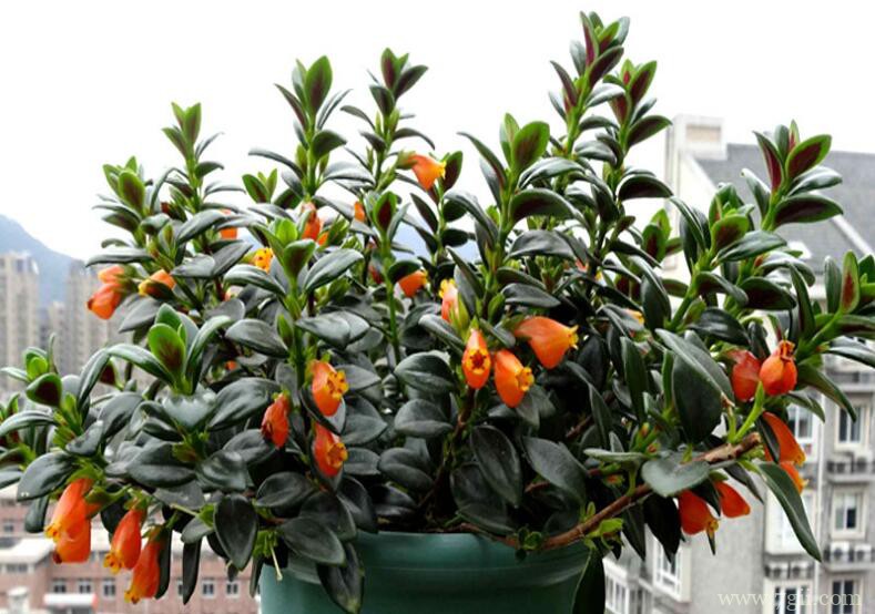 金鱼吊兰怎么栽培？