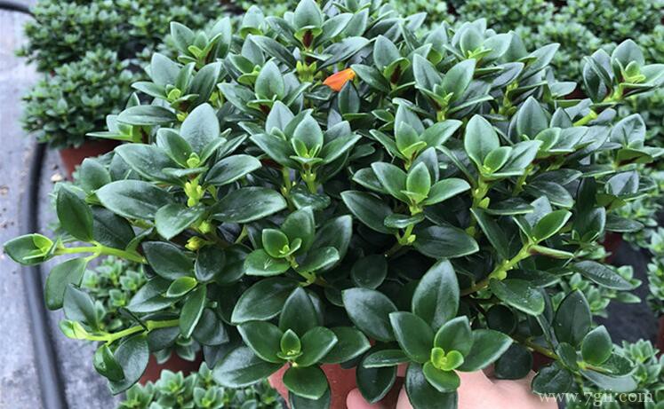 金鱼吊兰正确的养殖方法