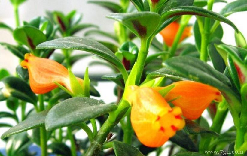 金鱼吊兰为什么不开花？