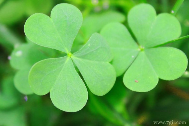 三叶草有没有毒？