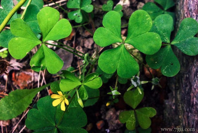 三叶草有没有毒？