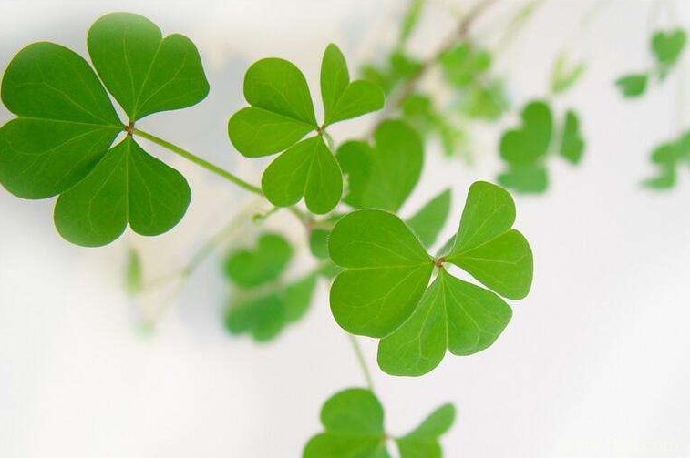 三叶草怎么养殖？