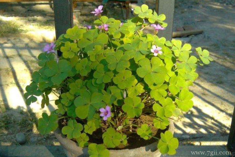 三叶草怎么养殖？