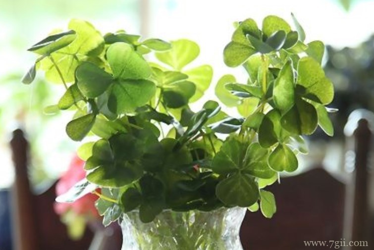 三叶草可以水培吗？