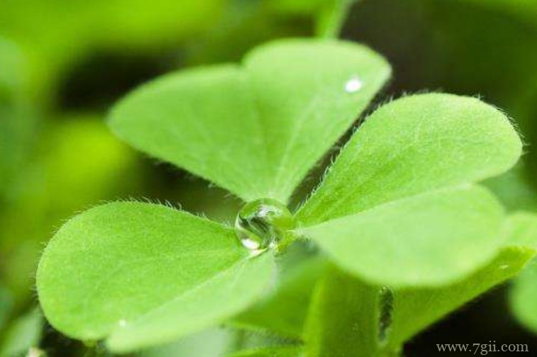三叶草可以水培吗？