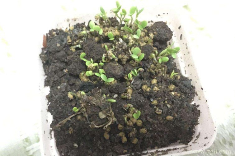 三叶草种子怎么种植？三叶草种子的种植方法