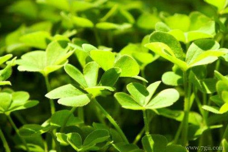 三叶草种子怎么种植？三叶草种子的种植方法