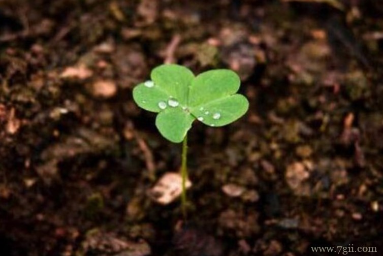 三叶草种子怎么种植？三叶草种子的种植方法