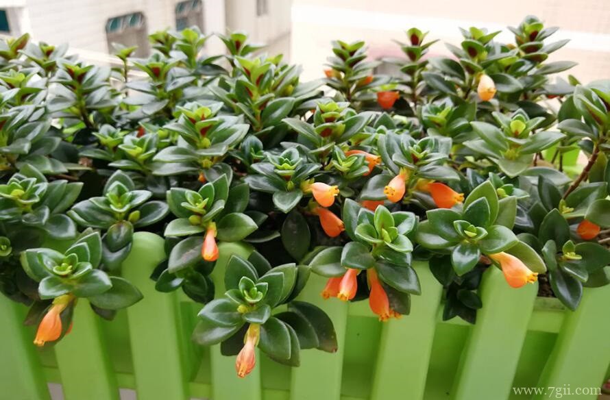 金鱼吊兰怎么施肥？金鱼吊兰用什么肥料？