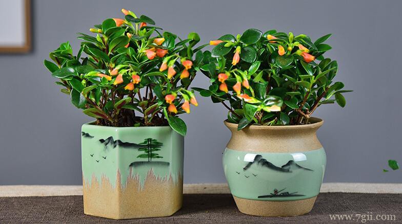 金鱼吊兰如何扦插繁殖？