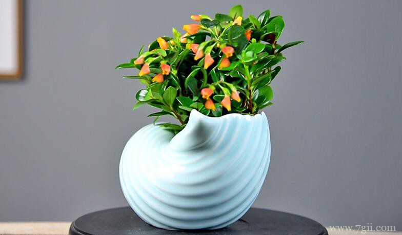 金鱼吊兰如何养成老桩？